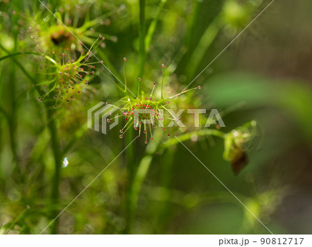食虫植物 イシモチソウ 食虫植物 イシモチソウ 90812717