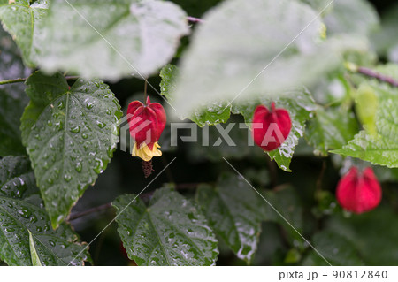 チロリアンランプ 90812840