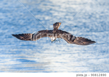 ミサゴのハンティング 90812890
