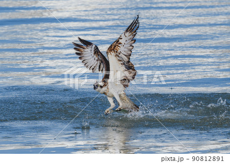 ミサゴのハンティング 90812891