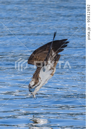 ミサゴのハンティング 90812892