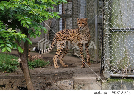 優雅に歩くチーター 90812972