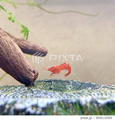 レッドチェリーシュリンプの絵に描く様な海老 レッドチェリーシュリンプの絵に描く様な海老 90813000