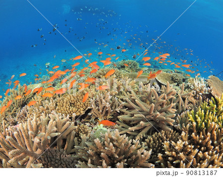 南国の海で体験ダイビング 南国の海で体験ダイビング 90813187
