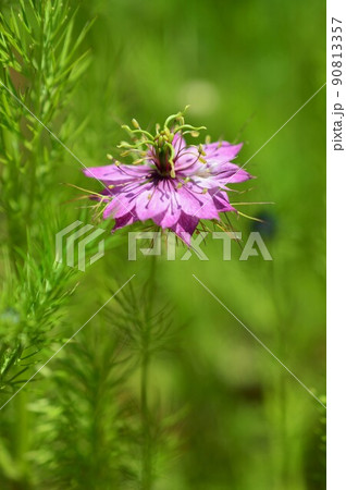 クロタネソウ(黒種草)Nigella クロタネソウ(黒種草)Nigella 90813357