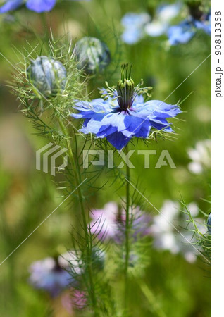 クロタネソウ（黒種草）Nigella 90813358
