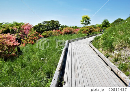那須高原　八幡ツツジ群生地 90813437