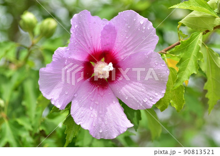 ムクゲ 花 野生の花 90813521