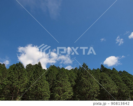 杉と檜の植林山 杉と檜の植林山 90813642