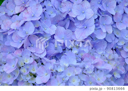 紫陽花のイメージ 90813666