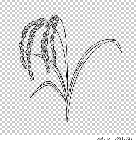 Grass Or Rice Plant Illustration, Leaf, Plant, Summer PNG Transparent Image  and Clipart for Free Download