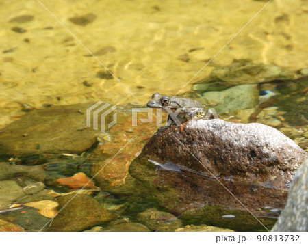渓流の石の上にカジカガエル 渓流の石の上にカジカガエル 90813732