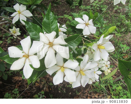 山梔子の花 クチナシの花 山梔子の花 クチナシの花 90813830