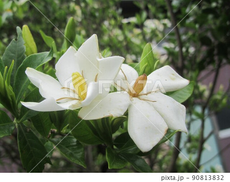 山梔子の花　クチナシの花 90813832