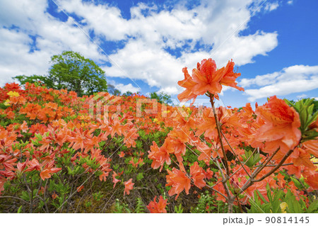 長野県宮田村　宮田高原キャンプ場の景色 90814145