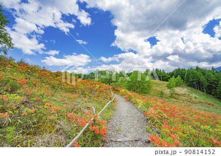 長野県宮田村　宮田高原キャンプ場の景色 90814152