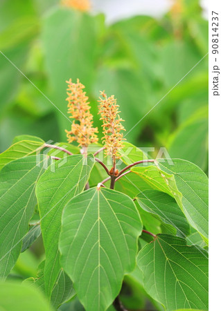 赤芽槲（or 柏）（アカメガシワ）の花  90814237