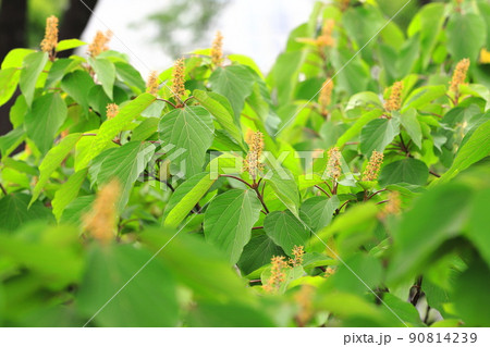 赤芽槲(or 柏)(アカメガシワ)の花 赤芽槲(or 柏)(アカメガシワ)の花 90814239