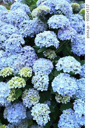 あじさい6247 あじさい6247 90814537