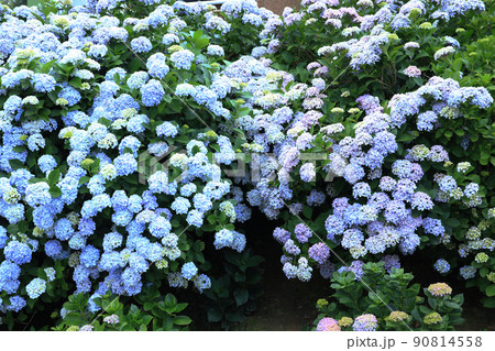 あじさい6266 90814558