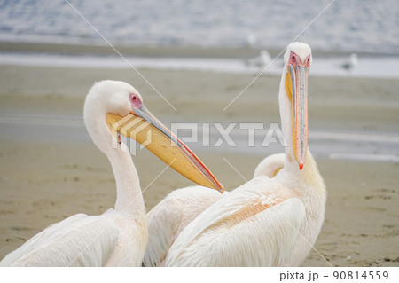 ウォルビスベイのモモイロペリカン 90814559