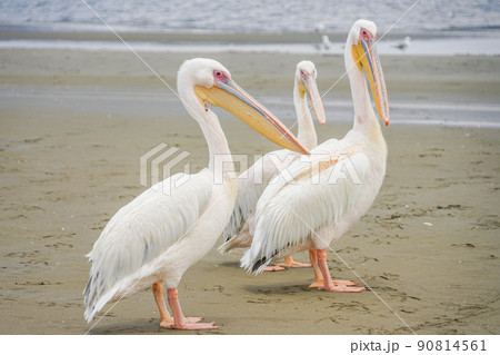 ウォルビスベイのモモイロペリカン 90814561