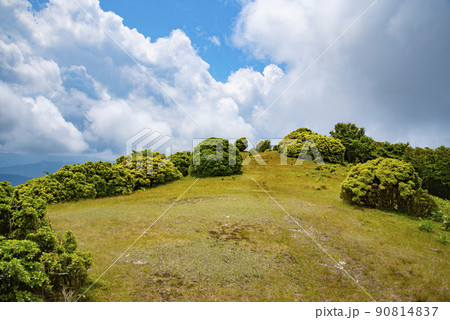 新緑の三峰山の八丁平 新緑の三峰山の八丁平 90814837
