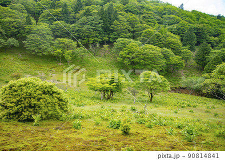 新緑の三峰山の八丁平 新緑の三峰山の八丁平 90814841