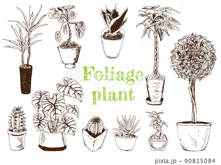 植物_イラスト2_手書き 90815084