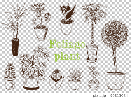 Plant_Illustration 2_Handwriting 90815084
