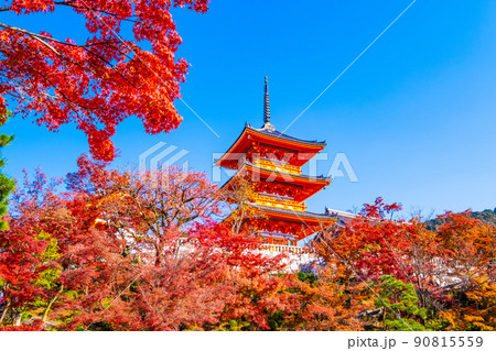 清水寺の三重塔と紅葉 清水寺の三重塔と紅葉 90815559