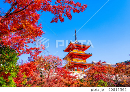 清水寺の三重塔と紅葉 清水寺の三重塔と紅葉 90815562