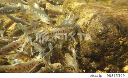 北海道　道東渓流のニジマス　稚魚 90815599