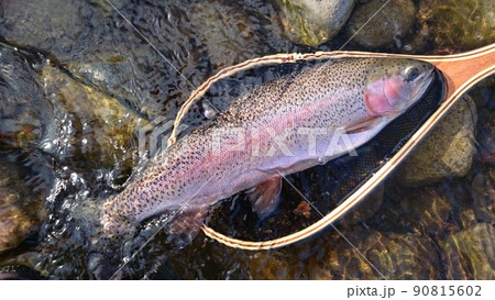 北海道　道東渓流のニジマス 90815602