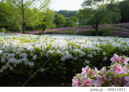あつぎつつじの丘公園の風景 90815855