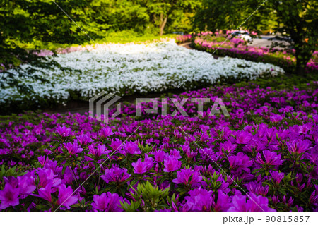 あつぎつつじの丘公園の風景 90815857