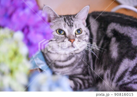 紫陽花と猫 90816015