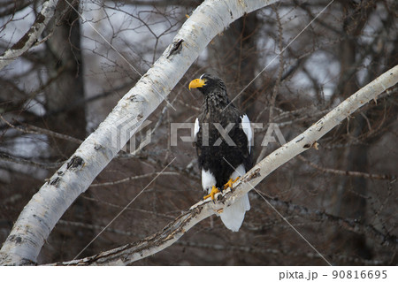 大鷲 大鷲 90816695