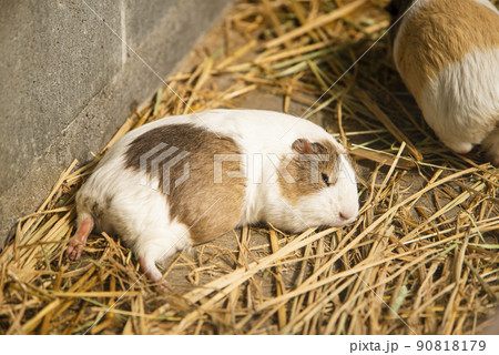 埼玉県さいたま市　大崎公園子供動物園、昼寝するモルモット 90818179