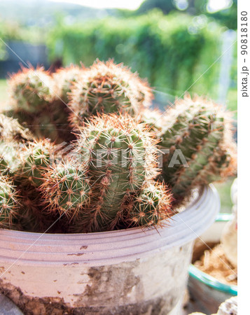 可愛い蜂に入った小さなサボテンのアップ 可愛い蜂に入った小さなサボテンのアップ 90818180