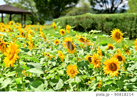 神奈川県立秦野戸川公園・ひまわり 神奈川県立秦野戸川公園・ひまわり 90818214