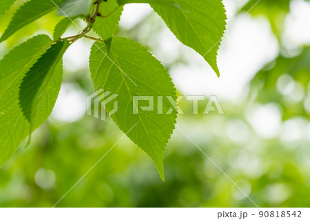 ヤマザクラ:山桜(バラ科サクラ属) ヤマザクラ:山桜(バラ科サクラ属) 90818542
