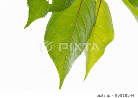 ヤマザクラ：山桜（バラ科サクラ属） 90818544