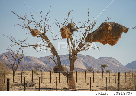 シャカイハタオリの巣 90818707