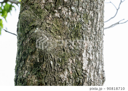 クスノキ・樟(クスノキ科) クスノキ・樟(クスノキ科) 90818710