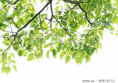 クスノキ・樟(クスノキ科) クスノキ・樟(クスノキ科) 90818711