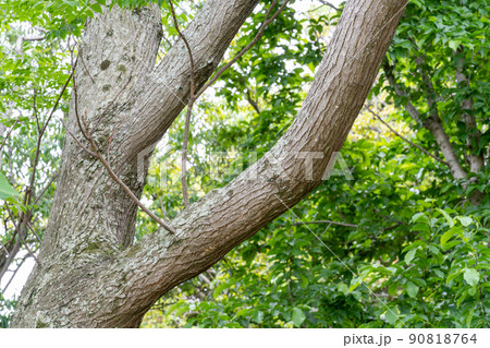 センダン・栴檀（センダン科） 90818764