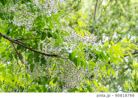 センダン・栴檀（センダン科） 90818766