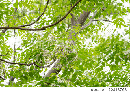 センダン 栴檀 センダン科 の写真素材