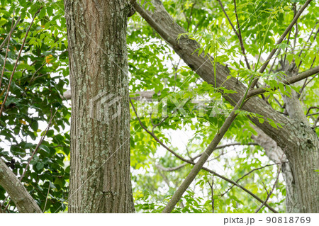センダン・栴檀(センダン科) センダン・栴檀(センダン科) 90818769